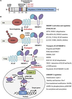 Frontiers Targeting Srebp Regulated Mevalonate Metabolism For